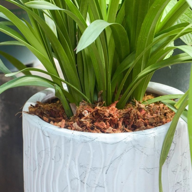 Coconut Coir Brick with Organi - Sphagnum Moss Dry ulasan dan harga