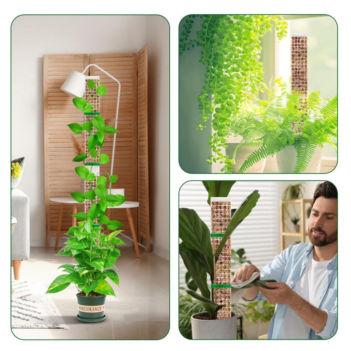 Stackable Plastic Moss Pole fo - Sphagnum Moss Dry ulasan dan harga