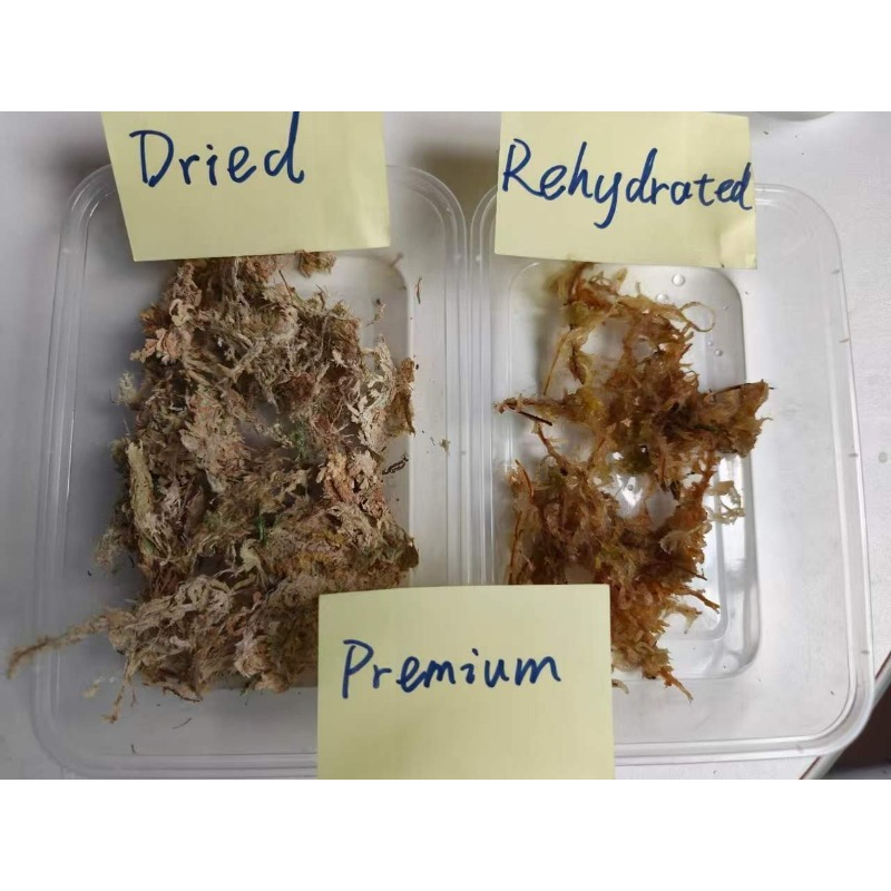 Premium Sphagnum Moss for Orch - Sphagnum Moss Dry ulasan dan harga